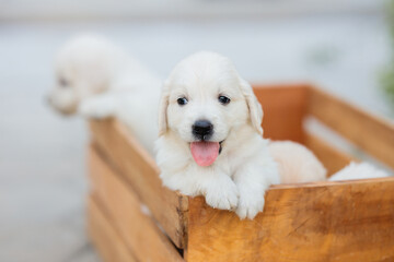 Golden Retriever Puppy Watching Sideway in Wooden Box