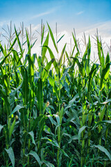 corn in the field field with sky background