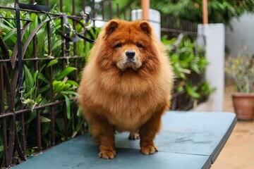 Closeup shot of a fluffy brown chow chow dog in a garden - obrazy, fototapety, plakaty