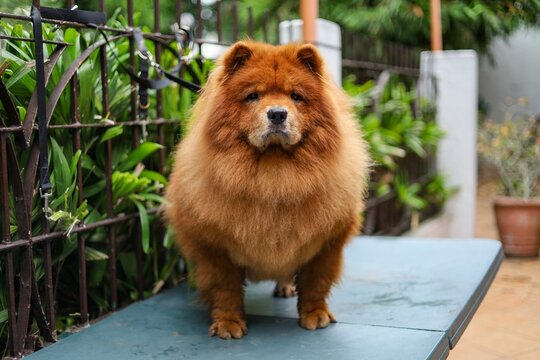 Closeup shot of a fluffy brown chow chow dog in a garden