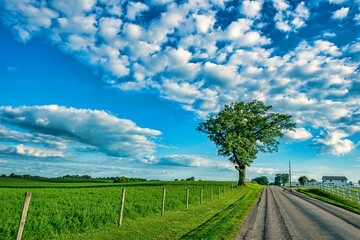 Fototapeta na wymiar Lone tree on rural road with cloudy sky.