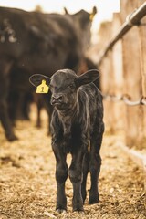 Vertical shot of an adorable calf on a farmland © Steve Carter/Wirestock Creators