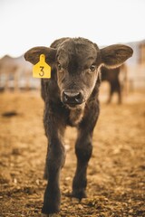 Vertical shot of an adorable calf on a farmland