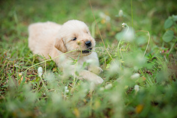 Golden Retriever Puppy Eating Grass