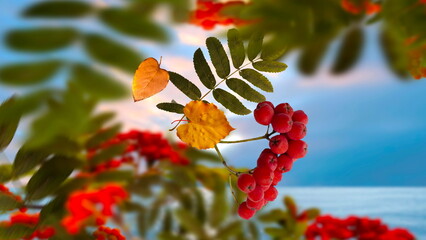  rowan berry and yellw leaves Autumn Season background template banner