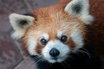 Close-up portrait of a red panda, Indonesia