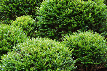 Japanese garden in nature outdoors.