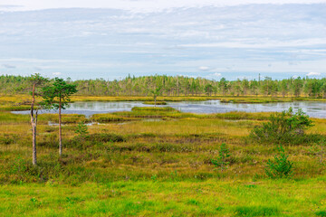 Taiga swampTaiga forest landscape. A terrible impassable swamp. Oil and peat reserves. Russian Federation