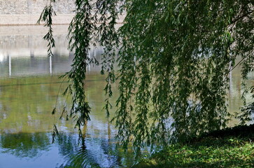 Spring with fresh branches of White Willow or Salix alba, beautiful tree on the shore of Lake Ariana, Sofia, Bulgaria  