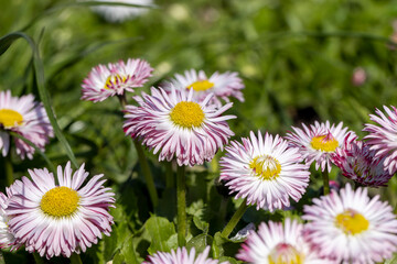 white and red daisies on the field