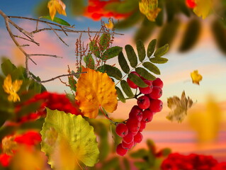 Autumn yellow leaves and rowan berry branch on front blue sky weather forecast 