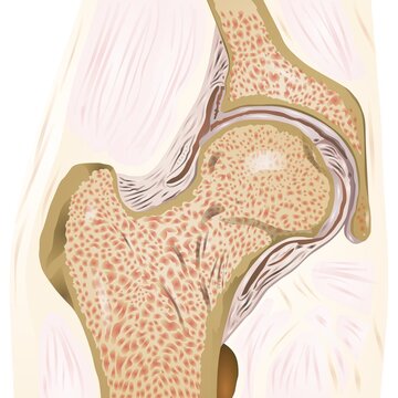 Anatomy of the knee vector illustration on white background
