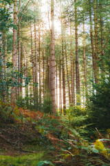 Fototapeta premium Trees of sunset