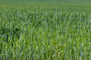 An agricultural field where ripening cereals grow
