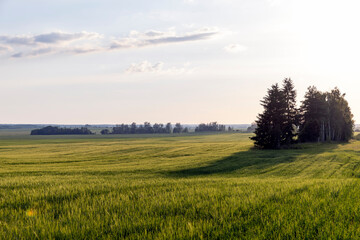 An agricultural field where ripening cereals grow