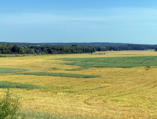 Fototapeta na wymiar Wheat field with unripe wheat swaying in the wind