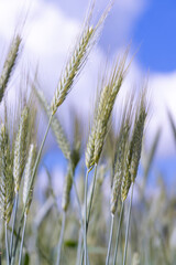 Wheat field with unripe wheat swaying in the wind