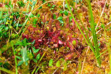 marsh vegetation, moss, grass, various marsh plants, close-up view