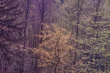 Magiczne drzewo wokół leśnego górskiego krajobrazu otoczone fantastycznym fioletem - obrazy, fototapety, plakaty
