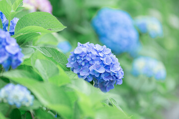 道の駅しらとりの郷・羽曳野で満開に咲くあじさい