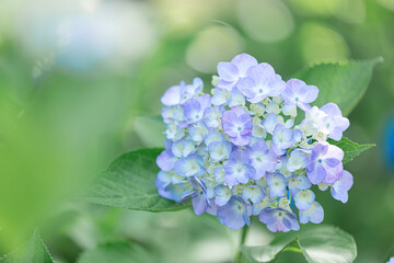 道の駅しらとりの郷・羽曳野で満開に咲くあじさい