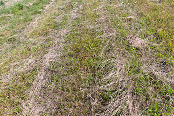 Green grass in a field in the summer, a field with