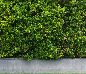 green bushes wall in concrete pot