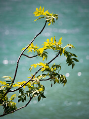 Fototapeta na wymiar branch of yellow leaves with lake background