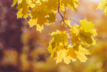 Autumn background-yellow maple leaves in the city Park
