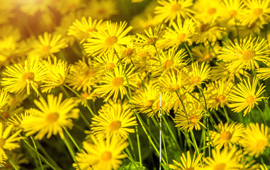 Yellow daisies grow in the meadow in summer
