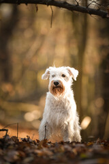 Schnauzer is sitting in the forest. It is autumn portret.