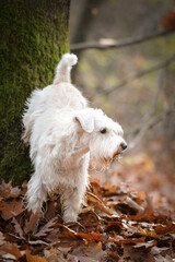 Schnauzer is standing in the forest. It is autumn portret.