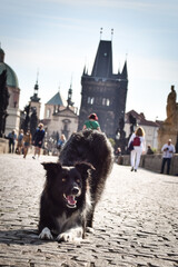 Border collie is begging on bridge. He was in center of Prague. She is so patient model.