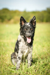 Portrait of dog puppy mudi. She is so nice dog.