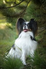 Papillon is sitting on tree. Dog is in city center in Prague.