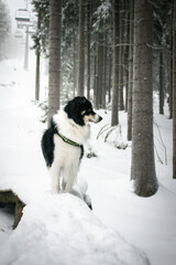 Tricolor border collie is standing in the snow. He is so fluffy dog.