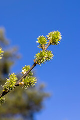 deciduous trees in the spring season with green foliage