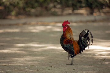 Colorful rooster in the park walks in the park close-up