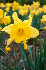 macro shot of a yellow daffodil
