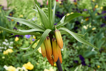 macro shot of a green yellow fritillaria