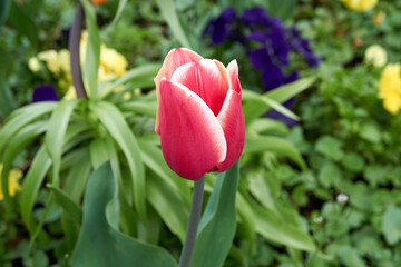 Close-up of a pink tulip