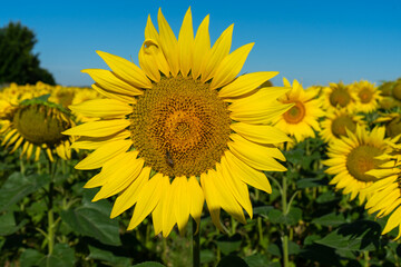 Fototapeta premium Beautiful blooming sunflowers field in farming field