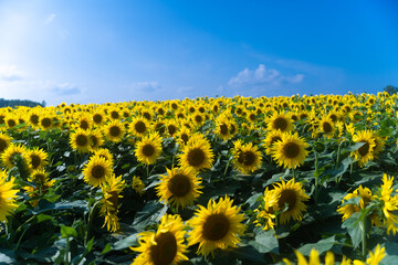 Fototapeta premium 青空とひまわり