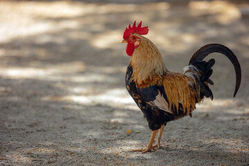 Colorful rooster in the park walks in the park close-up
