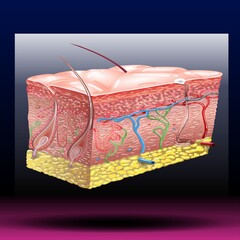 Skin anatomy. Fla source file available - Human normal skin dermis epidermis adipose layers recent vector biological infographic. - obrazy, fototapety, plakaty