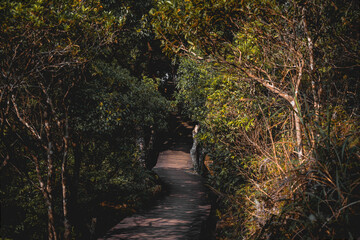 pathway in forest