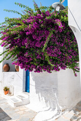 Fototapeta na wymiar Bougainvillea flowers tree in Greece near traditional Cycladic houses