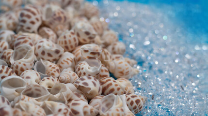 Sea shell beach with cristal waves