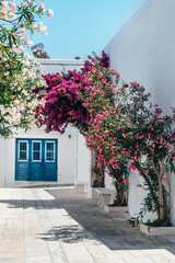 Streets of village of Pyrgos with Cycladic houses and the Bougainvillea flowers tree on Tinos island, Cyclades, Greece