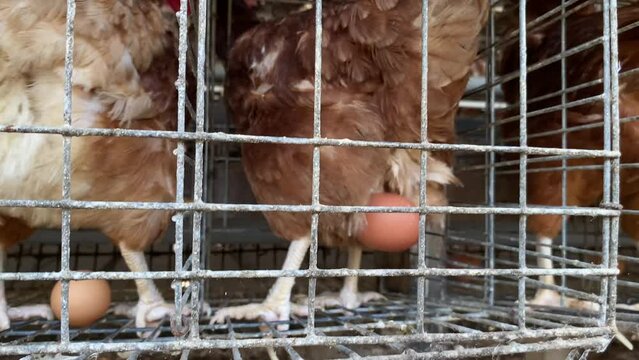 Chicken laying an Egg problem, an egg hanging on the chicken feather. clip for egg production, poultry disease, veterinary education.